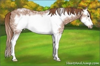 Horse Color:Chestnut Ice Splash Frame 