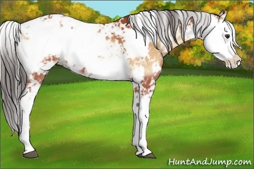 Horse Color:Bay Onyx Sabino 