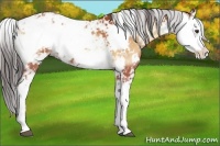 Horse Color:Bay Onyx Sabino 