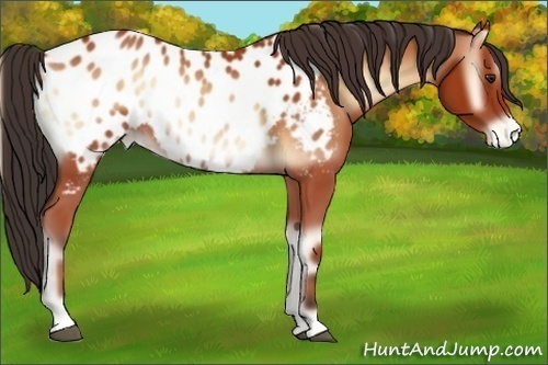 Horse Color:Bay Onyx Sabino Appaloosa 