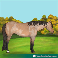 Horse Color:Bay Roan Dun  and Bay Dun 