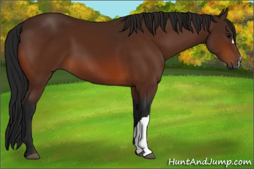 Horse Color:Gray Bay 