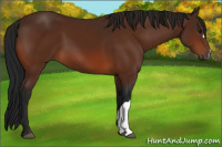 Horse Color:Gray Bay 