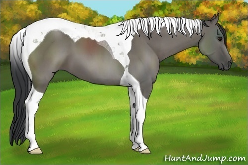 Horse Color:Grullo Tobiano 