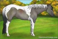 Horse Color:Grullo Tobiano