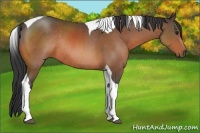 Horse Color:Bay Sabino Tobiano Rabicano 