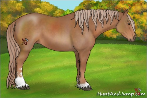 Horse Color:Chestnut Sabino