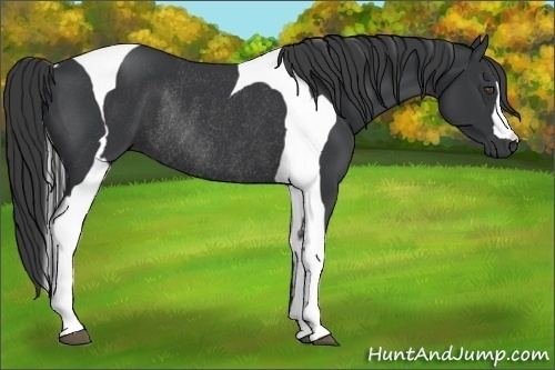 Horse Color:Black Tobiano Rabicano 