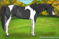 Horse Color:Black Tobiano Rabicano 