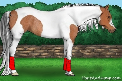 Horse Color:Bay Tobiano Rabicano 