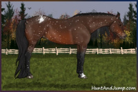 Horse Color:Gray Bay Appaloosa 