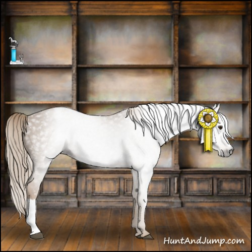 Horse Color:Gray Chestnut Appaloosa 