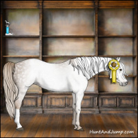 Horse Color:Gray Chestnut Appaloosa