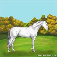 Horse Color:White Spotted Black Splash Tobiano