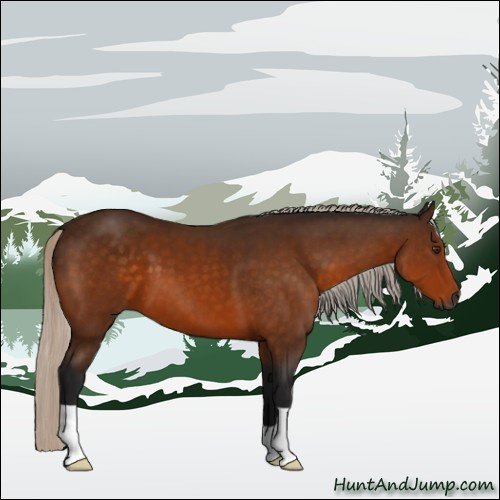 Horse Color:Gray Silver Buckskin 