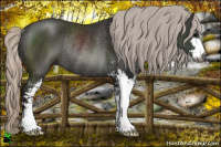 Horse Color:Gray Silver Black Sabino Rabicano 