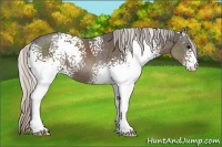 Horse Color:White Spotted Silver Black 