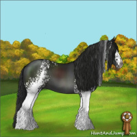Horse Color:Gray White Spotted Black
