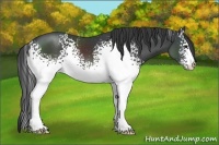 Horse Color:White Spotted Black 