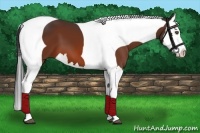 Horse Color:Bay Splash Tobiano 