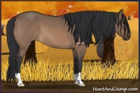 Horse Color:Brown Dun 