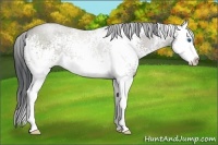 Horse Color:White Spotted Grullo Sabino Splash