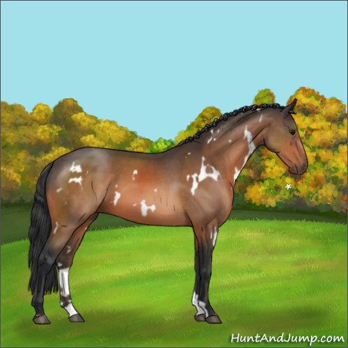 Horse Color:White Spotted Bay Sabino 