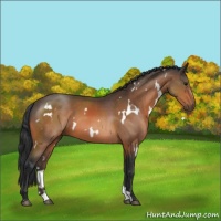 Horse Color:White Spotted Bay Sabino
