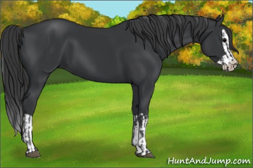 Horse Color:Black and Black Splash