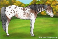 Horse Color:Bay Sabino Appaloosa 