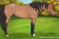 Horse Color:Bay Roan 