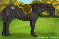 Horse Color:Liver Chestnut Appaloosa 