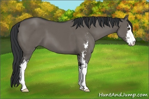 Horse Color:Grullo Sabino 