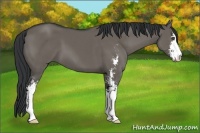 Horse Color:Grullo Sabino 