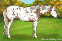 Horse Color:White Spotted Chestnut Splash Appaloosa 