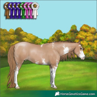 Horse Color:Black Pearl Sabino 