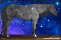 Horse Color:Smoky Black