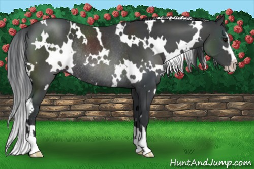 Horse Color:White Spotted Black Sabino Rabicano 