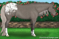 Horse Color:Silver Blue Roan Appaloosa 
