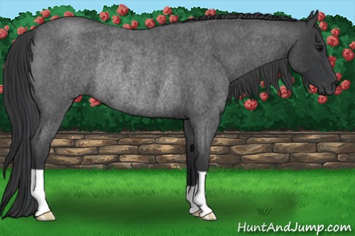 Horse Color:Blue Roan Rabicano 