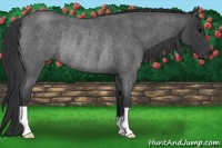 Horse Color:Blue Roan Rabicano 