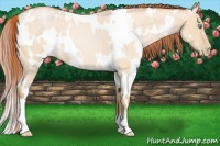 Horse Color:White Spotted Buckskin Roan Pearl Dun