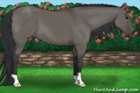 Horse Color:Grullo 