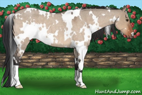 Horse Color:White Spotted Brown Roan Dun 
