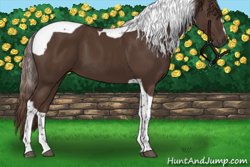 Horse Color:Liver Chestnut Tobiano 