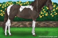 Horse Color:Liver Chestnut Tobiano 
