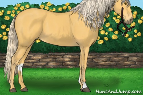 Horse Color:Palomino 