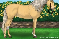 Horse Color:Palomino