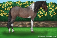 Horse Color:Bay Roan Tobiano