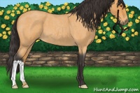 Horse Color:Buckskin Roan 